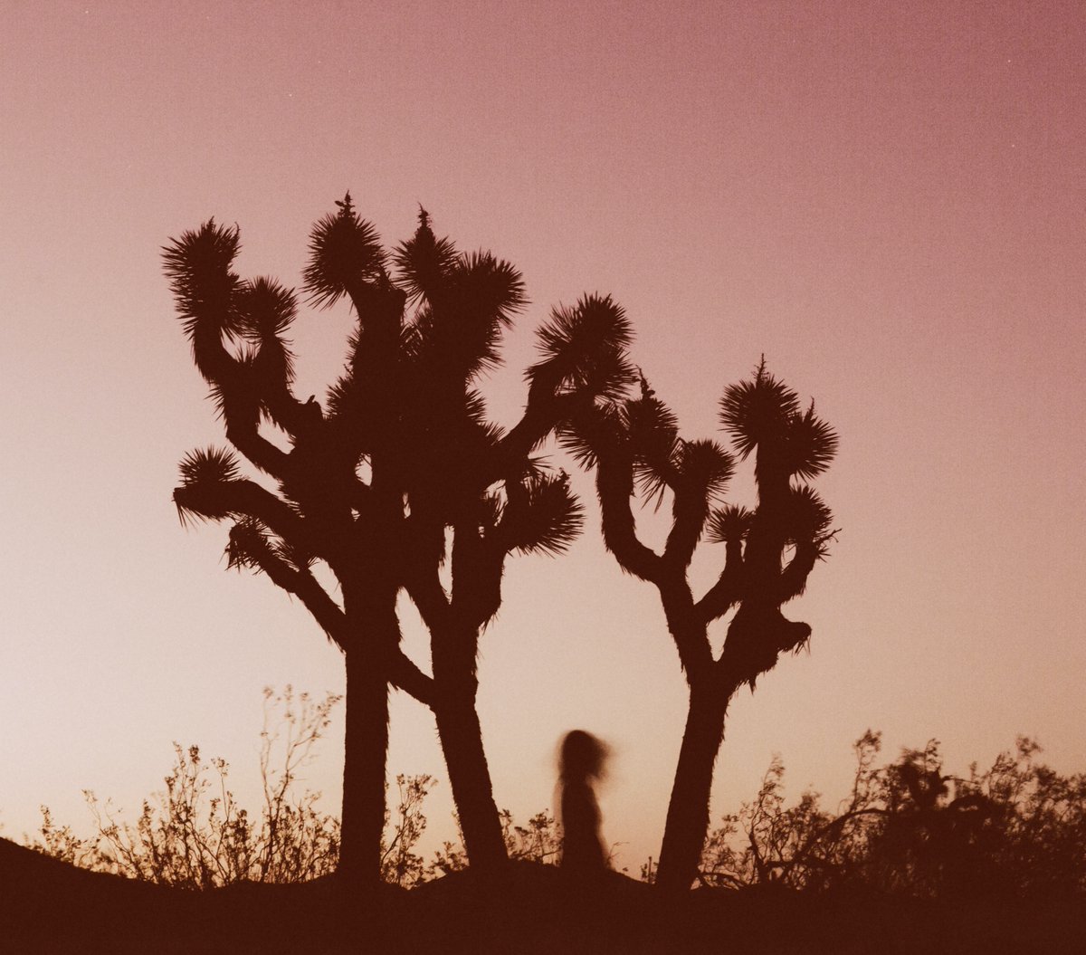 FlowerMoonRecs's tweet image. Outtake from @maria_taylor's “In the Next Life,” released 5 years ago today. Photographed by @lizbretz.
Today also marks 5 years of Flower Moon Records. 🥂 #mariataylor #inthenextlife #flowermoonrecords