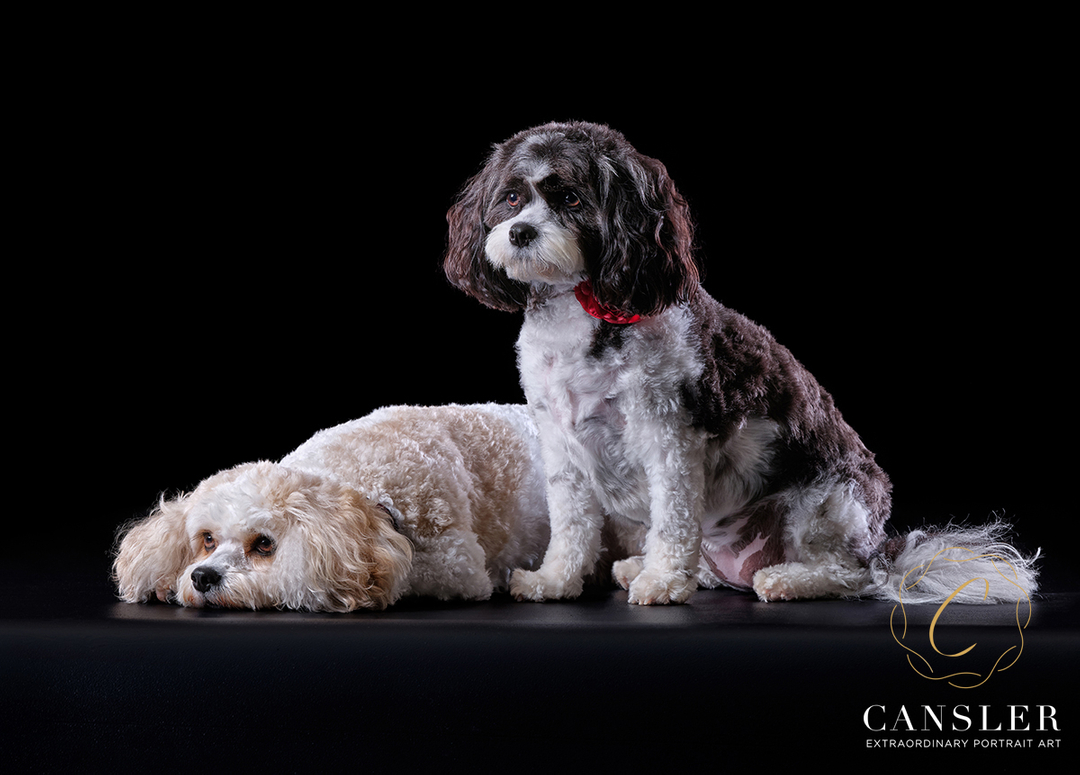CanslerPhoto's tweet photo. Two years ago I photographed the pup that is just chilling for the Paw Prints project. This year Reagan brought her sister Winter in and introduced us. Of course we created portraits of them separately and together. Perfect models! https://t.co/JsaFWAS36i