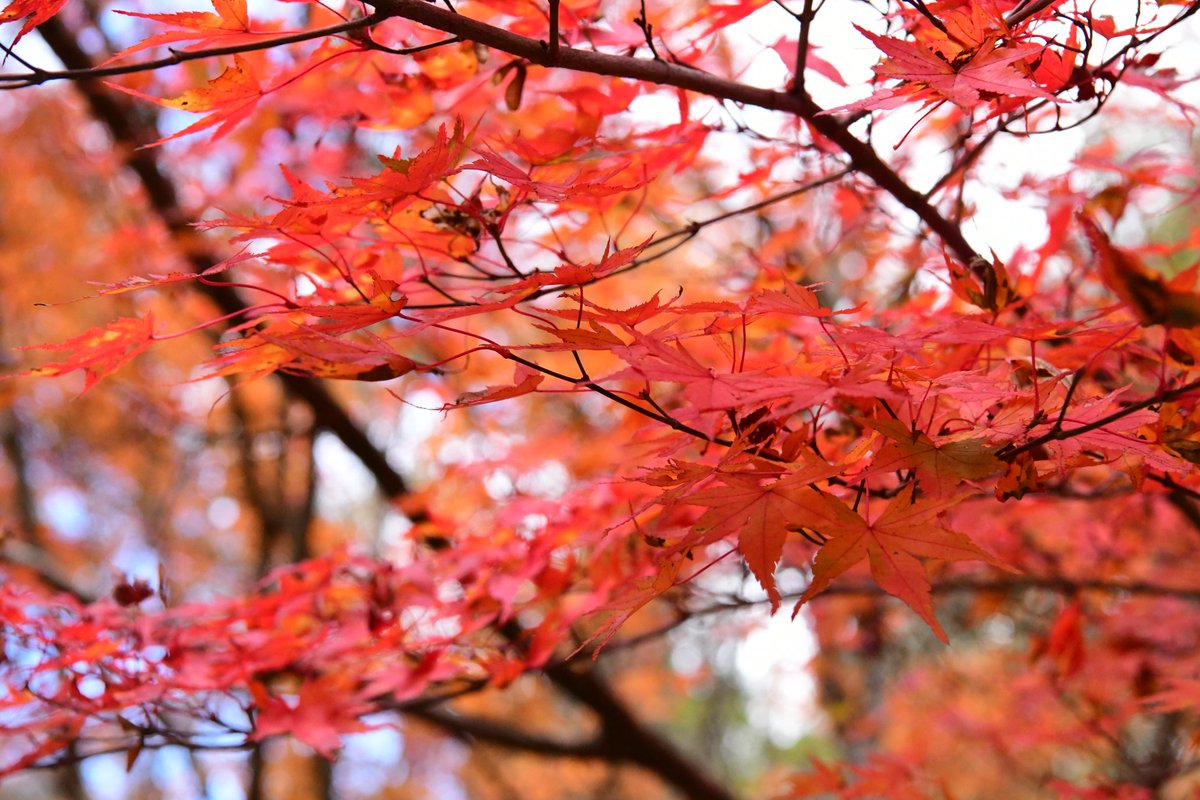 今日は中日か‥多分暇ですね:^)では今日も紅葉🍁‥