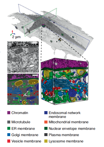 Nature Methods (@naturemethods) on Twitter photo Research Highlight by @DrArunimaSingh: Researchers from <a href="/HHMIJanelia/">HHMI | Janelia</a> present methods for capturing whole cell EM images. <a href="/OpenOrganelle/">OpenOrganelle</a> makes these FIB-SEM volumes, reconstructions and models freely available to the public.
nature.com/articles/s4159โฆ Research Highlight by @DrArunimaSingh: Researchers from <a href="/HHMIJanelia/">HHMI | Janelia</a> present methods for capturing whole cell EM images. <a href="/OpenOrganelle/">OpenOrganelle</a> makes these FIB-SEM volumes, reconstructions and models freely available to the public.
nature.com/articles/s4159โฆ
