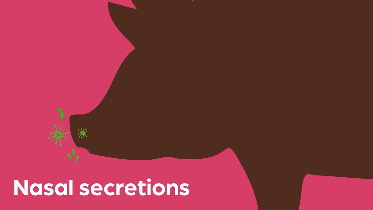 Pig Health UK (@pighealthuk) / Posts / X