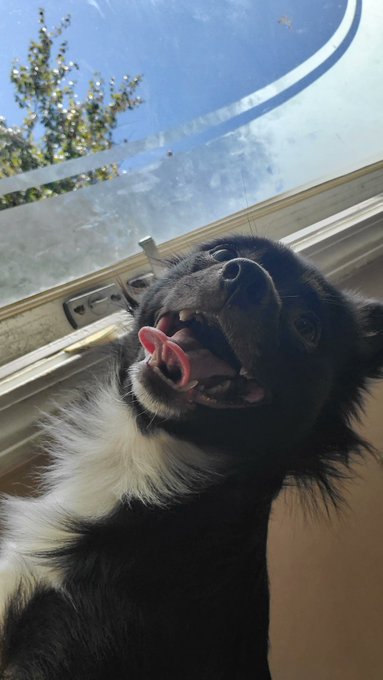 Mood. Now that I'm high.....love my animals btw they really help with my mental health https://t.co/<a href="/tag/ripskoob"class="tags"><span>#ripskoob</span></a>