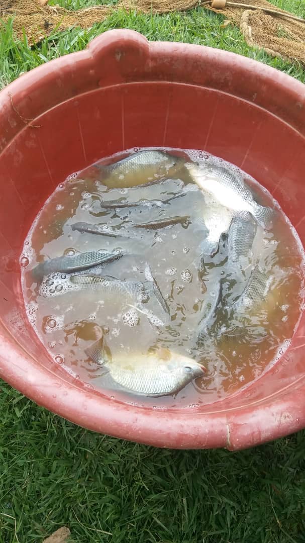 RARICO8's tweet photo. #Chinese people appreciates #fish of Isoko y'Ubukire @Nyamagabe & bought 58Kg #500gr ABW; #3500Rwf/kg 👏👏; good price to support fish farmers. He is going to restock in concreted ponds. @RwandaSouth @RwandaAgri @RwandaAgriBoard @RCARwanda https://t.co/vdbIMbiZT9