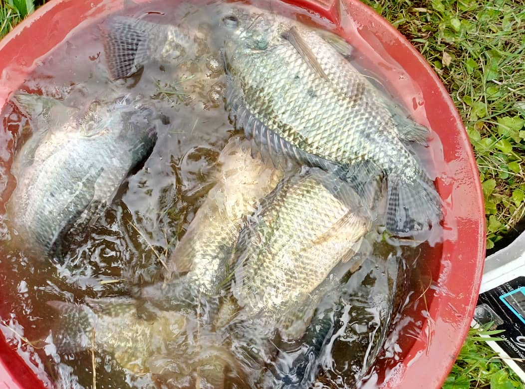 RARICO8's tweet photo. #Chinese people appreciates #fish of Isoko y'Ubukire @Nyamagabe & bought 58Kg #500gr ABW; #3500Rwf/kg 👏👏; good price to support fish farmers. He is going to restock in concreted ponds. @RwandaSouth @RwandaAgri @RwandaAgriBoard @RCARwanda https://t.co/vdbIMbiZT9