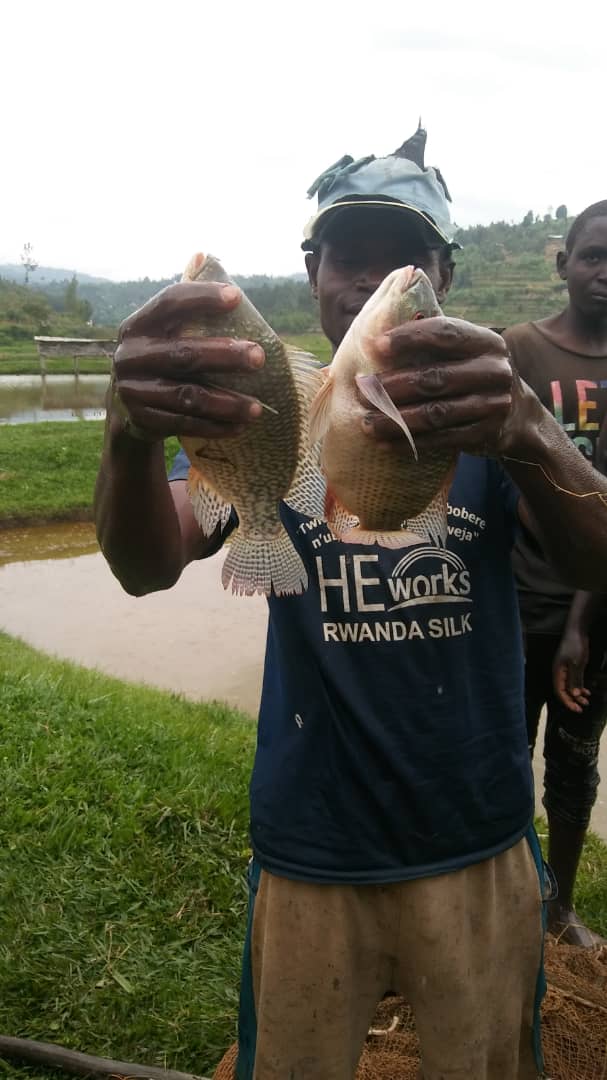RARICO8's tweet photo. #Chinese people appreciates #fish of Isoko y'Ubukire @Nyamagabe & bought 58Kg #500gr ABW; #3500Rwf/kg 👏👏; good price to support fish farmers. He is going to restock in concreted ponds. @RwandaSouth @RwandaAgri @RwandaAgriBoard @RCARwanda https://t.co/vdbIMbiZT9