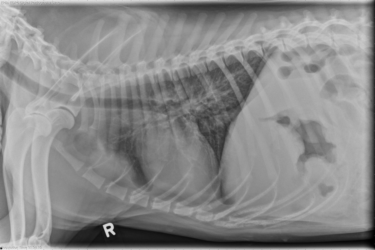 vetlucent's tweet photo. 1 year old Labrador Retriever: This 1-year-old dog has a history of chronic vomiting which worsened recently. What are your findings? https://t.co/SNtsfoj7ZX https://t.co/9iBbySk2wL