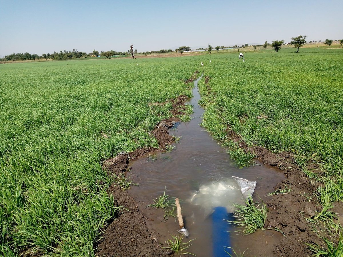 ShimelisAbdisa's tweet photo. The Future of Ethiopia: import substitution 
Our great farmers are working aggressively on irrigated wheat to achieve our this year plan to substitute imported wheat. Amazing performance! https://t.co/uLjSiswew0