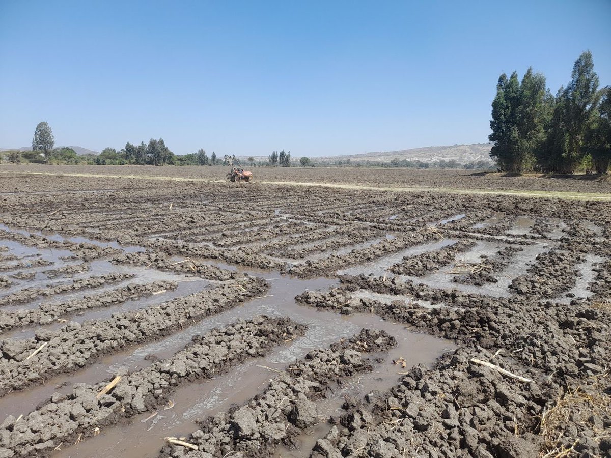 ShimelisAbdisa's tweet photo. The Future of Ethiopia: import substitution 
Our great farmers are working aggressively on irrigated wheat to achieve our this year plan to substitute imported wheat. Amazing performance! https://t.co/uLjSiswew0