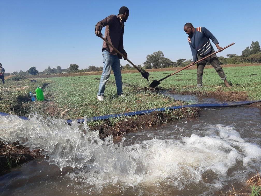 ShimelisAbdisa's tweet photo. The Future of Ethiopia: import substitution 
Our great farmers are working aggressively on irrigated wheat to achieve our this year plan to substitute imported wheat. Amazing performance! https://t.co/uLjSiswew0