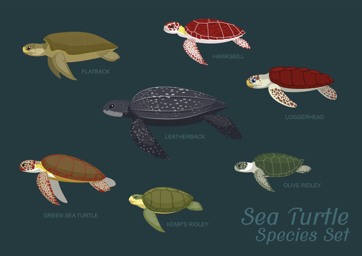 In our latest blog Sarah summarises (almost) everything you need to know about turtles - how to ID them, how we can protect the conservation of this species and where the best places to swim and dive are.

diveworldwide.com/divelog/everyt…