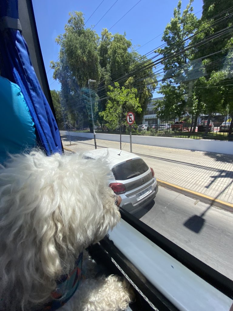 UrbanoRodrigo's tweet photo. Camino a melipilla con mi regalona https://t.co/XZbg1Q0yfU
