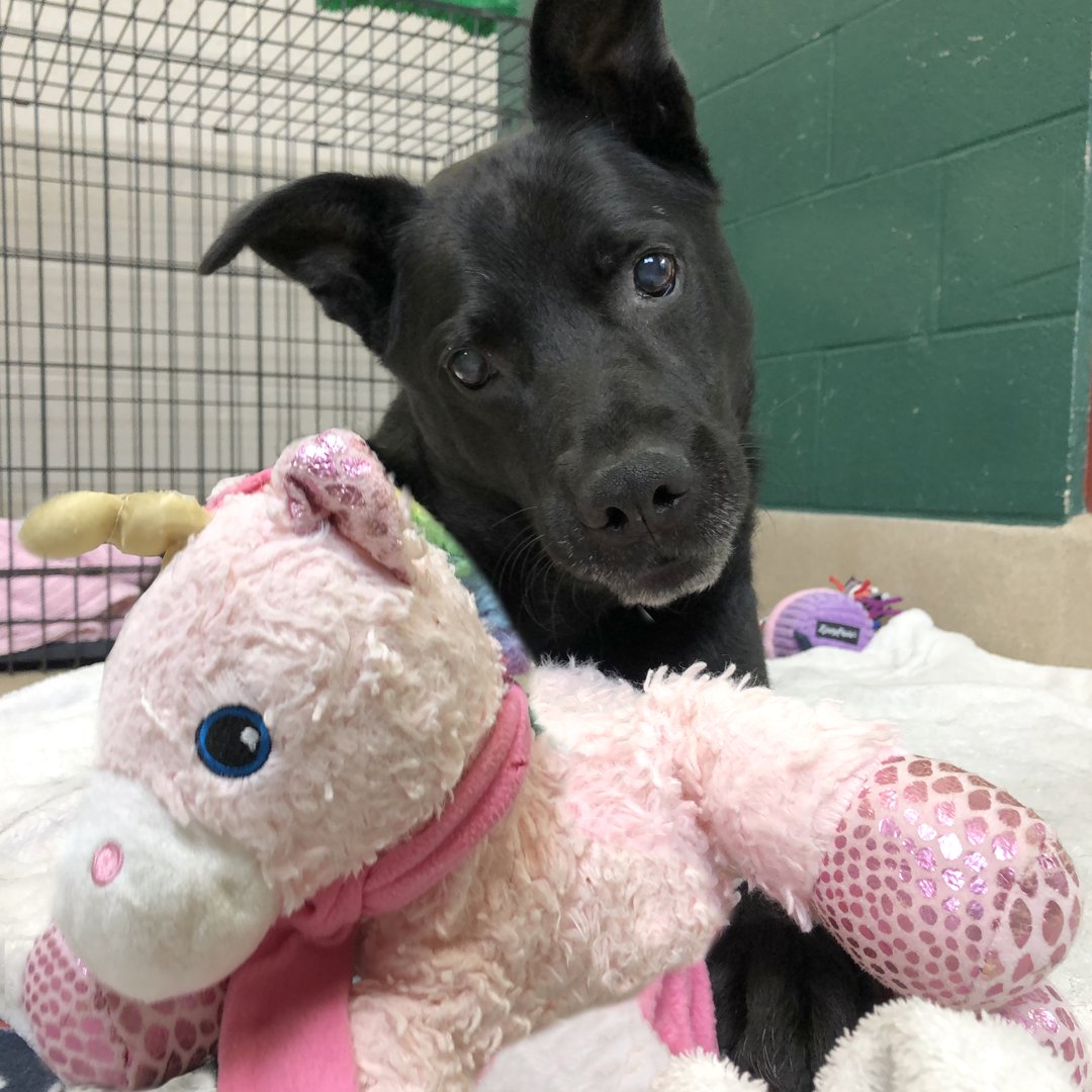 You can't go wrong with a senior pup and his favorite unicorn. Meritt may be losing his sight and approaching his twilight years but one things is for sure -- his unicorn stuffy never leaves his side. (Pst... did we mention Meritt and his unicorn are ready to go home today!)