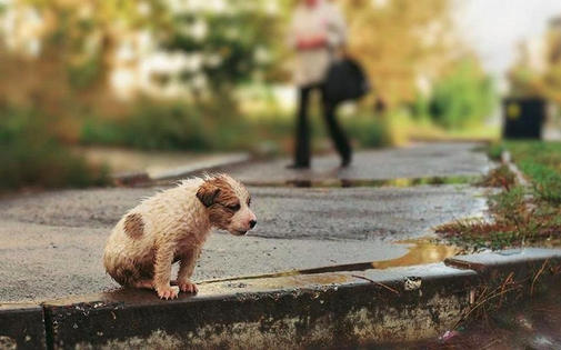 1 год тюрьмы или штраф 10 тысяч евро за выброшенное животное в Италии.
Палец вверх, если такой закон нужен в России.