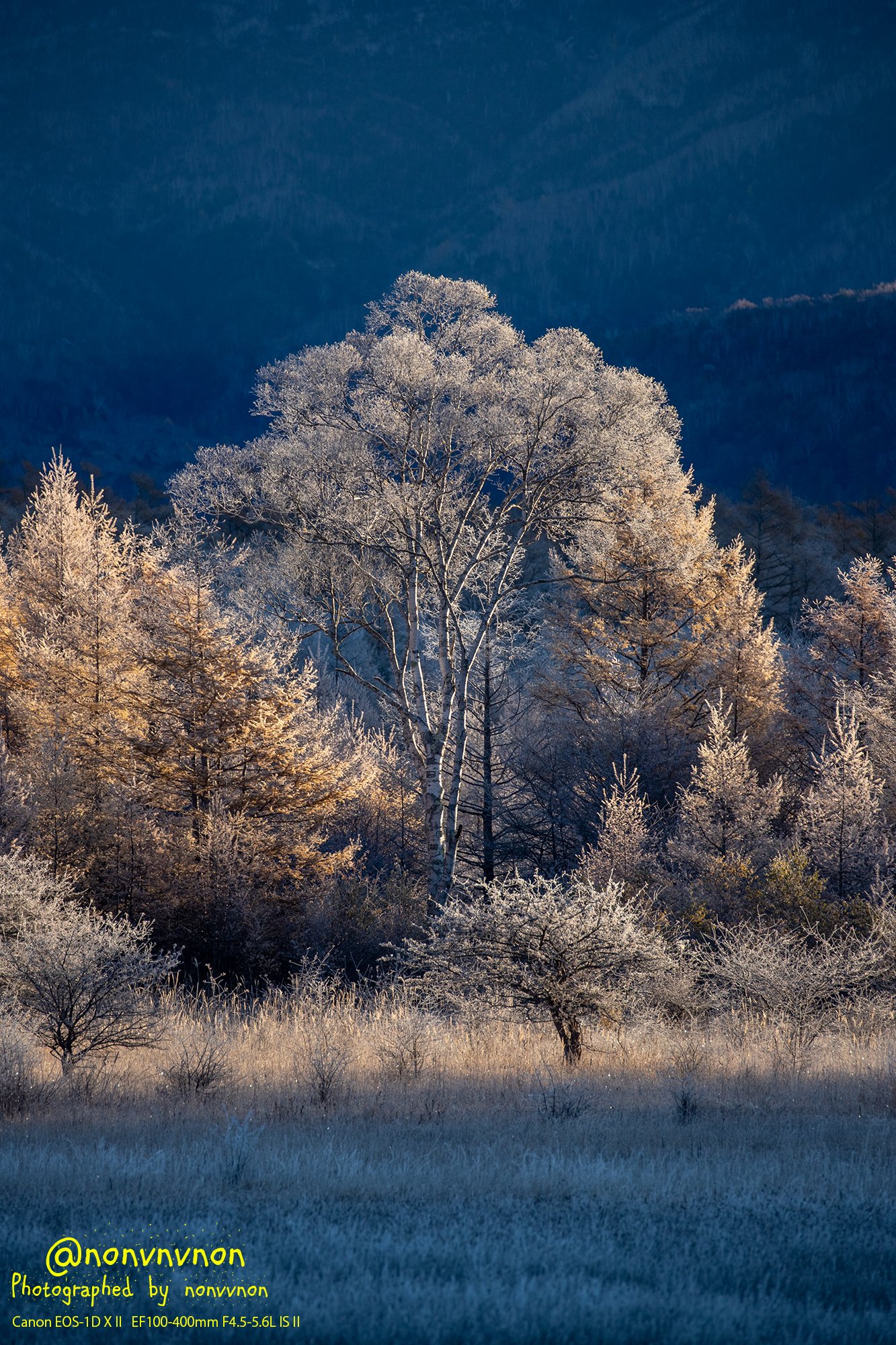 小田代原 Twitter Search Twitter