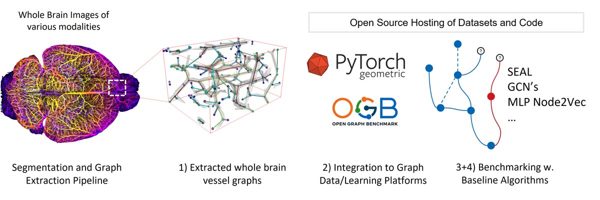 Finally, #NeurIPS2021 is on and we are proud to present our paper on: 
Whole Brain Vessel Graphs: A Dataset and Benchmark for #graph Learning and #neuroscience 
With this work we hope to introduce real biological datasets to #ml research. @erturklab @guennemann @menze_group