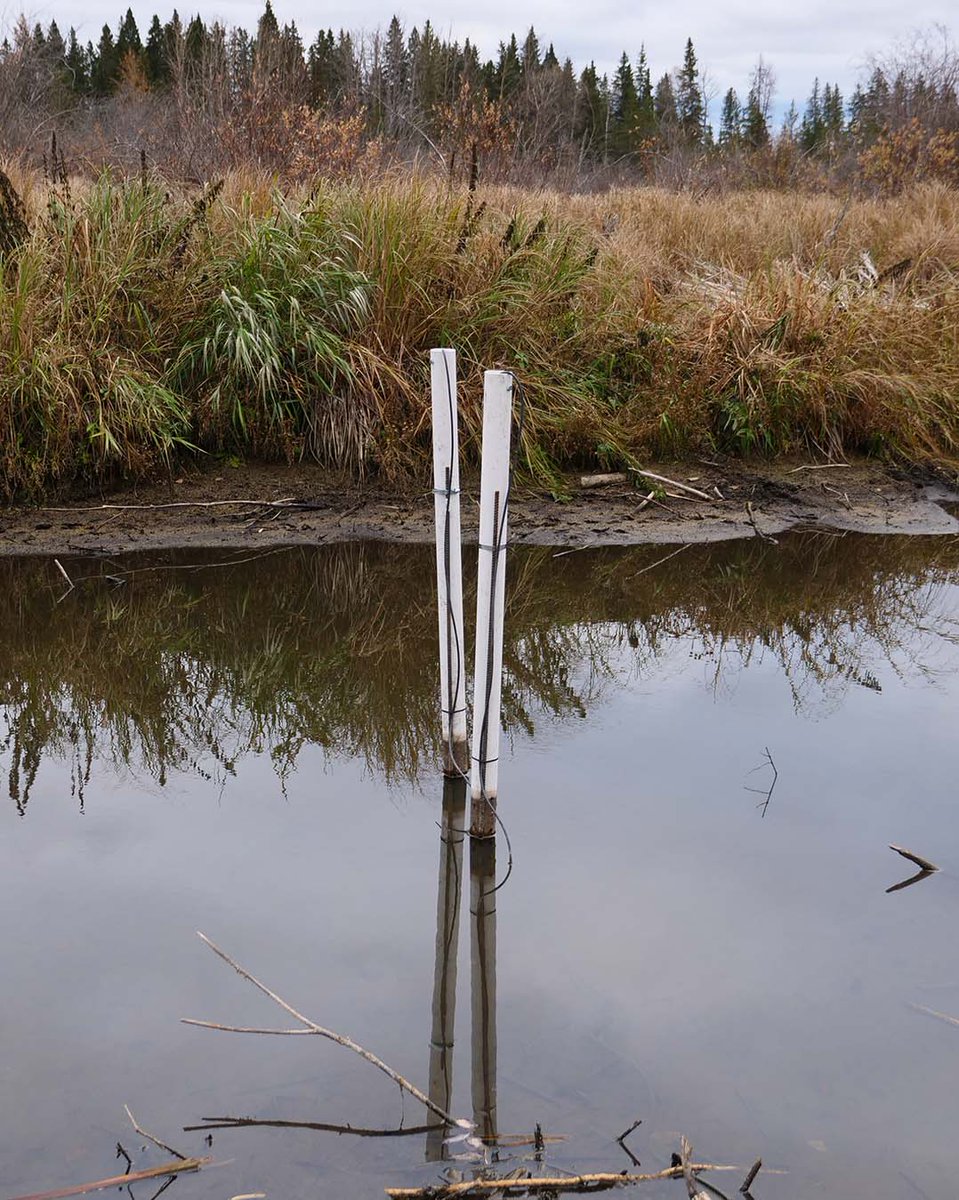 ANSNproject's tweet photo. These photos of our Sturgeon river probes were taken 6.5 weeks apart. The green layer on the surface of the river, called an algal bloom can be caused by a combination of warm weather, light, and an abundance of nutrients. #wakamne #ANSN #projectupdate #climateconcerns https://t.co/K7B1NsQGmA