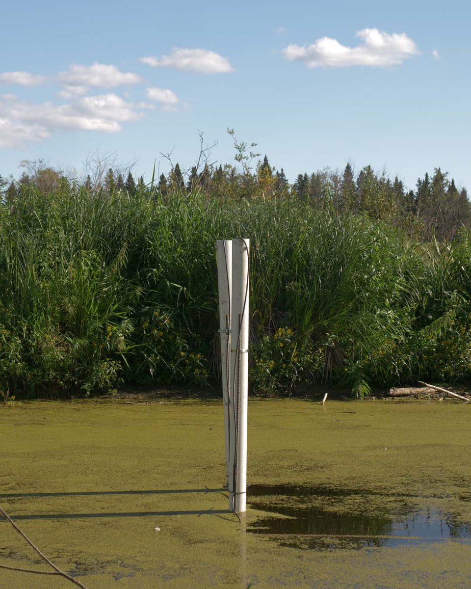 ANSNproject's tweet photo. These photos of our Sturgeon river probes were taken 6.5 weeks apart. The green layer on the surface of the river, called an algal bloom can be caused by a combination of warm weather, light, and an abundance of nutrients. #wakamne #ANSN #projectupdate #climateconcerns https://t.co/K7B1NsQGmA