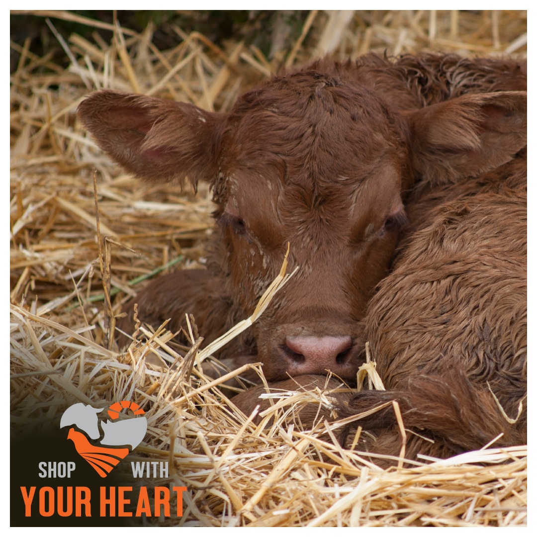 When you shop with your heart you provide a high-quality life for our animals.⁠ The humane &amp; compassionate treatment of animals is why we have pursued A Greener World's Animal Welfare Approved (AWA) certification for our Grassfed Whey.
#shopwithyourheart l8r.it/JBJh