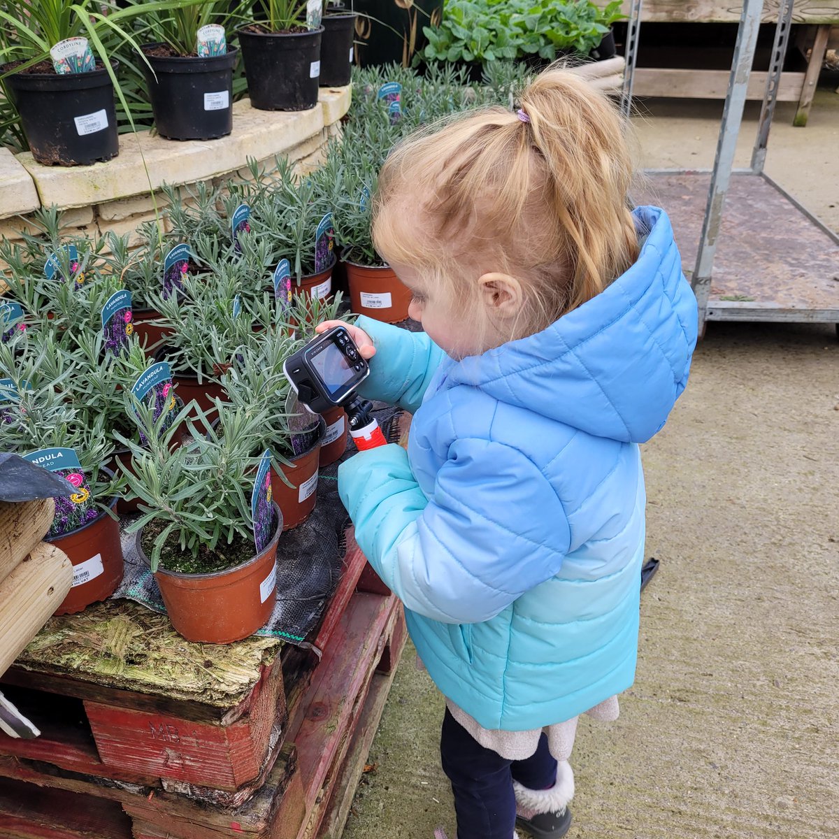 MinersMini's tweet photo. Today some of our preschoolers visited Blackwood Garden Centre to pick out our plants for our parent engagement session on Monday.
We took our cameras and they recorded our visit through their eyes.
What a wonderful, engaging and exciting morning we had! 
@EAS_EarlyYears https://t.co/vh1mgOKtI0