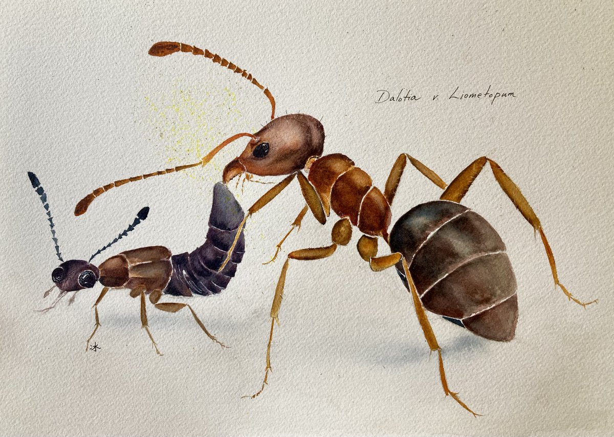 A new insect glamour portrait, in honor of paper by <a href="/AdrianBrueckner/">Adrian Brueckner</a> @Pselaphinae and team!