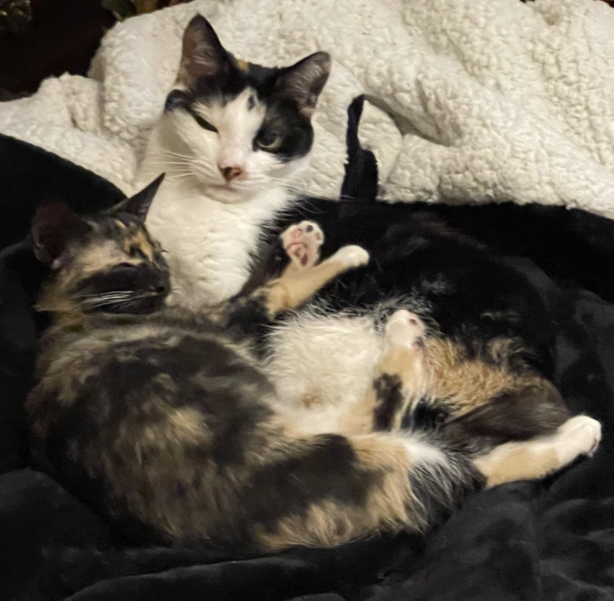 CountChoppula's tweet photo. @Olly_Lola21 Our calico Cosette and our tortishell Freya https://t.co/5qxoVXblIO