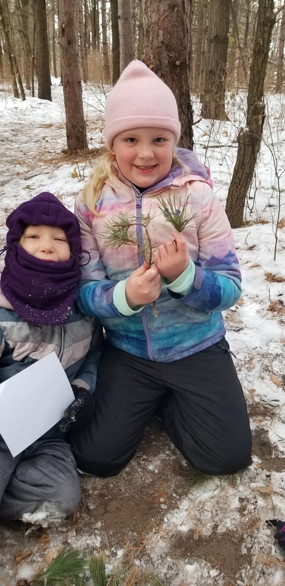 McMahonFirsties's tweet photo. Using pine cones and pine needles to identify conifers and compare and contrast. #mcfirsties #handsonlearning #firstgradeforesters #wonder #fostercuriosity #getoutside https://t.co/hmYQSdifbv