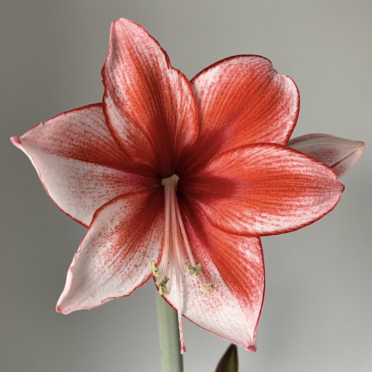 First to bloom🥳 Amaryllis ‘Temptation’ 🌸 #Flowers #Gardening #Houseplants