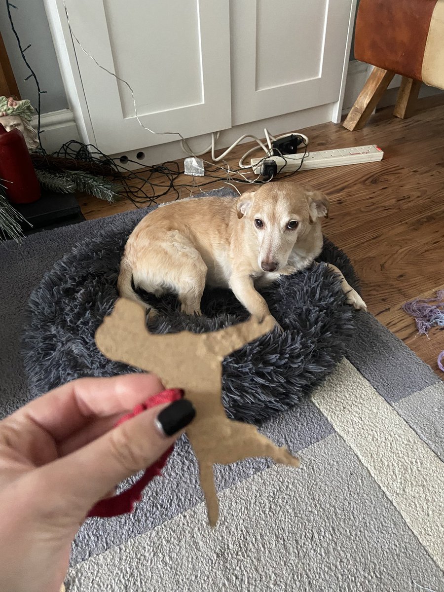 RonnieRubyElsa's tweet image. I think we may have found the culprit of the chewed up BT decoration!