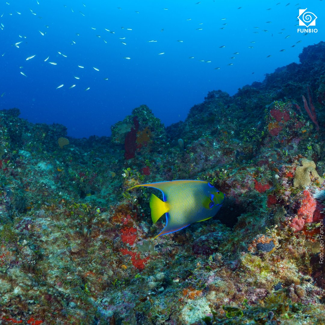 funbio's tweet photo. #tbt do fundo do mar! No início do ano, conseguimos esses belos registros durante uma expedição no PEM do Parcel de Manuel Luís (MA) pelo programa GEF Mar. A visita fez parte das atividades de diagnóstico para criar o Plano de Manejo da Unidade de Conservação. #funbio #gefmar https://t.co/a72FxbJWi7