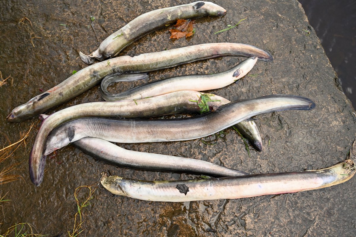 More shocking photos of the ongoing major fish kill on the Lower River Shannon. These are critically endangered #eels that were on their spawning migration to the Sargasso Sea. Thousands were killed this week passing through the <a href="/ESBGroup/">ESB Group</a> hydroelectric turbines at Ardnacrusha.