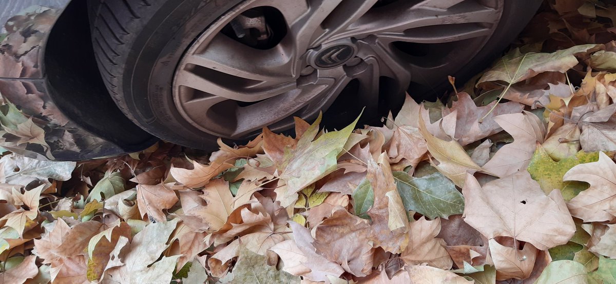 ▪︎Fa mes de 20 dies que volten les fulles i més merdes juntes pels carrers de Lleida ...
Aquest any, es volatilitzaran soles les fulles ? Abono per clavegueres ?