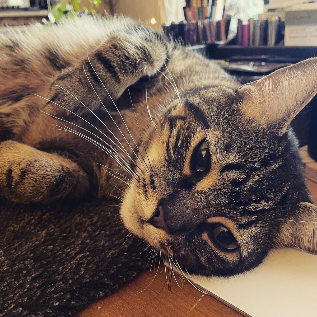 FunkyPlaid's tweet photo. Crivens is an excellent helper by intention, but less so in practice and body position. It’s the effort that counts, right?
#academicswithcats #bottlebrushbrothers #haltedproductivity https://t.co/VV329j3CpI