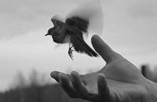 "Somos lo que hacemos con lo que hicieron de nosotros".
Jean-Paul Sartre