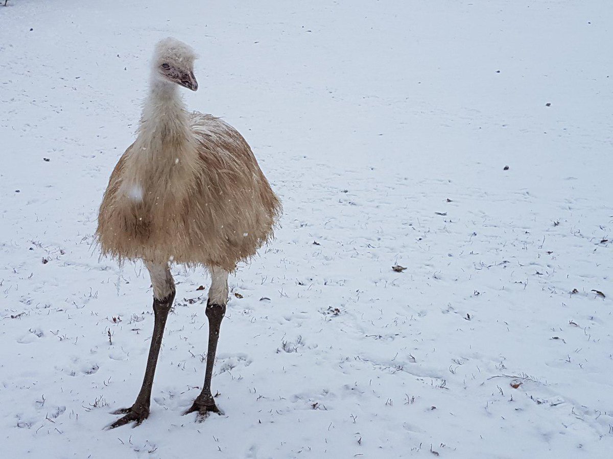 Lots of people have asked about how emus react to snow, so I present: Emus in winter, a thread.
 
(Zal is a leucistic emu, so he's white with blue eyes - it's one of the few color morphs we know of in emu.)