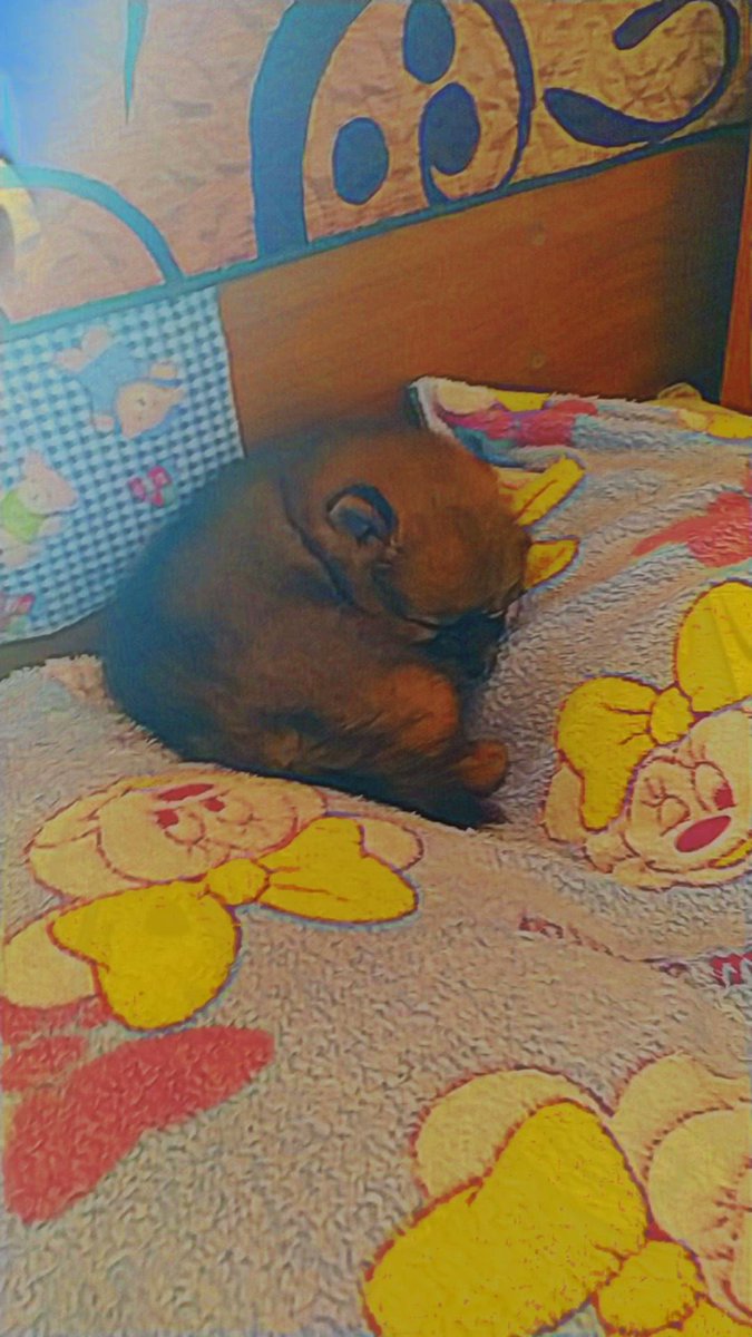 cr0wwn's tweet photo. это моя собака.
вот так да https://t.co/e1qLg0ezPC