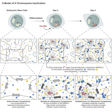 Out now! Instead of spreading across the X chromosome to inactivate it, Xist nucleates dynamic protein complexes, allowing protein expansion across the X to induce higher-order chromatin changes and gene silencing
#sciencetwitter #xist
<a href="/PlathLab/">Plath Lab</a> <a href="/UCLA/">UCLA</a>
bit.ly/3oGHoHK