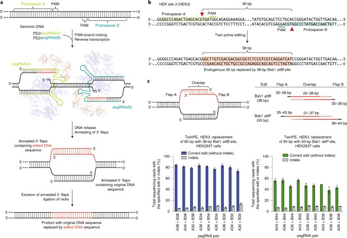 Programmable deletion, replacement, integration and inversion of large DNA sequences with twin prime editing go.nature.com/3EIt47c