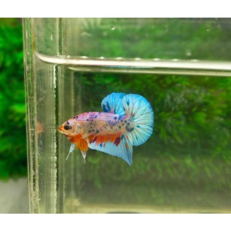 MbaksriO's tweet photo. Saya menjual cupang multicolour seharga Rp30.000. Dapatkan di Shopee sekarang! https://t.co/LW2CRE4cO5 #ShopeeID
#cupang
#betta 
#cupangmurah https://t.co/D53JGrCoHN