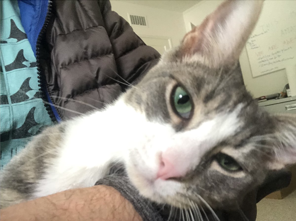 62MileClub's tweet photo. I'm raising money for FIP treatment for our cat, Dopey. Click to Donate: https://t.co/s3nRIGugtm #GoFundMe
#FIP #petfundraiser #DopeyNeedsYou #FIPSucks #gofundeme https://t.co/4d1iri4T58