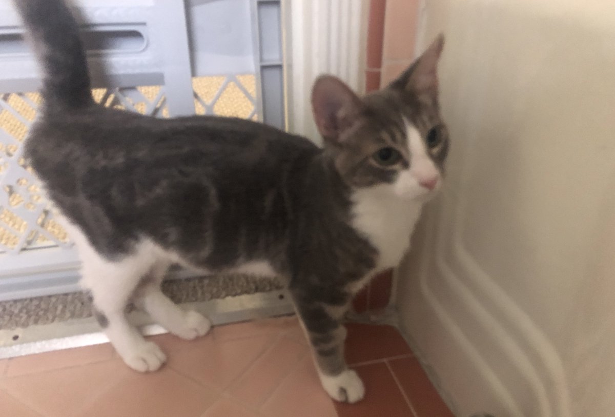62MileClub's tweet photo. I'm raising money for FIP treatment for our cat, Dopey. Click to Donate: https://t.co/s3nRIGugtm #GoFundMe
#FIP #petfundraiser #DopeyNeedsYou #FIPSucks #gofundeme https://t.co/4d1iri4T58