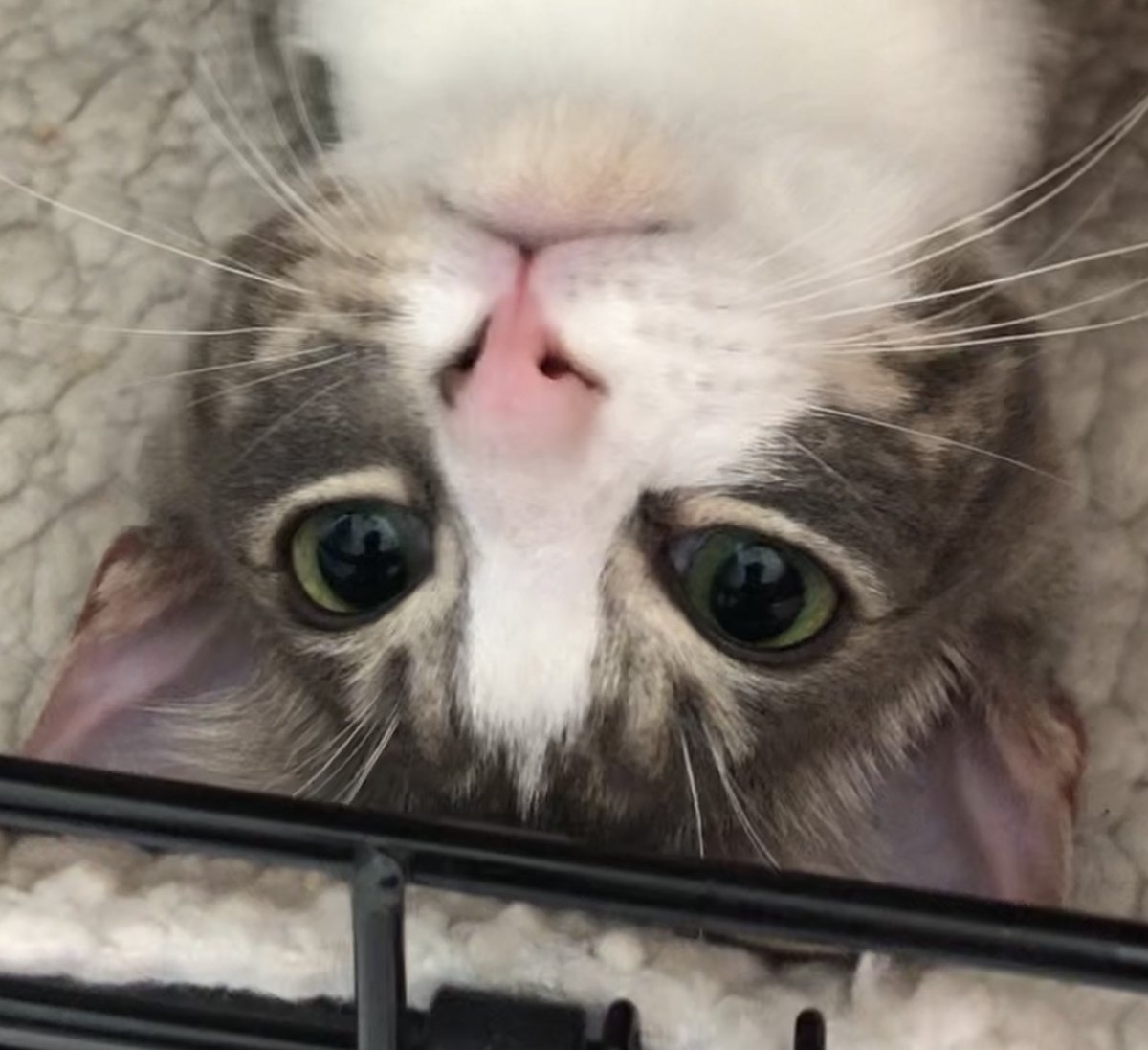 62MileClub's tweet photo. I'm raising money for FIP treatment for our cat, Dopey. Click to Donate: https://t.co/s3nRIGugtm #GoFundMe
#FIP #petfundraiser #DopeyNeedsYou #FIPSucks #gofundeme https://t.co/4d1iri4T58