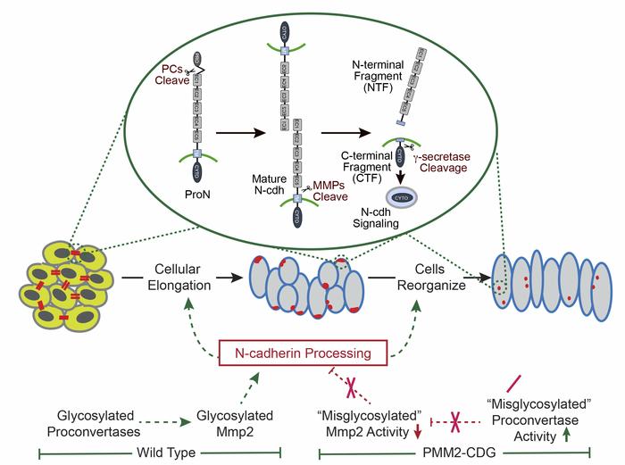 Info_Rares's tweet photo. #CDGs are a group of over 130 variable genetic #RareDisease caused by defects in the #glycosylation of lipids and proteins involving neurological features and skeletal anomalies.
Protease-dependent defects in N-cadherin processing drive CDGs pathogenesis
https://t.co/KgGa7DRO6R https://t.co/MtuK7YO3Qh