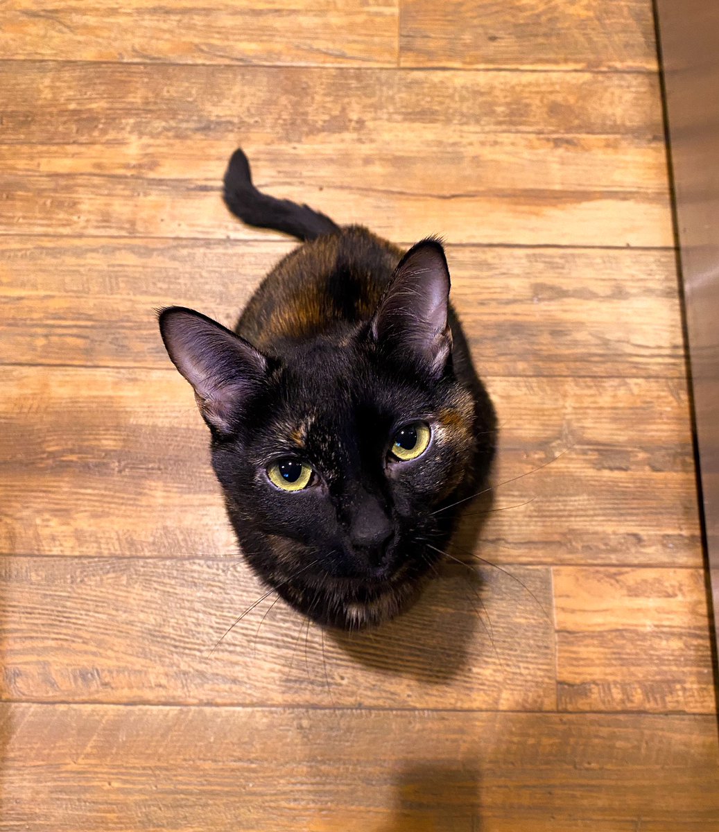 Sttarbabyy's tweet photo. I ams here😼 I wantz tew say hi tew my furiends!😽 howz yews mornin!? ~Wuv, Shota❤️

#Shota #Cat #Cats #CatsOfTwitter #CatsOnTwitter #Cute #Pets #tuesdaymotivations #tuesdayvibe https://t.co/wcIStalq9w