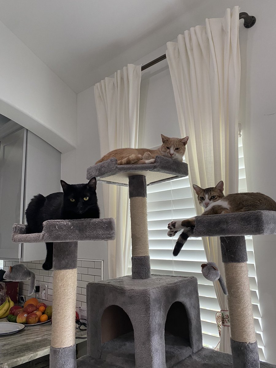 stephdoesmeth's tweet image. the counsel shall decide ur fate