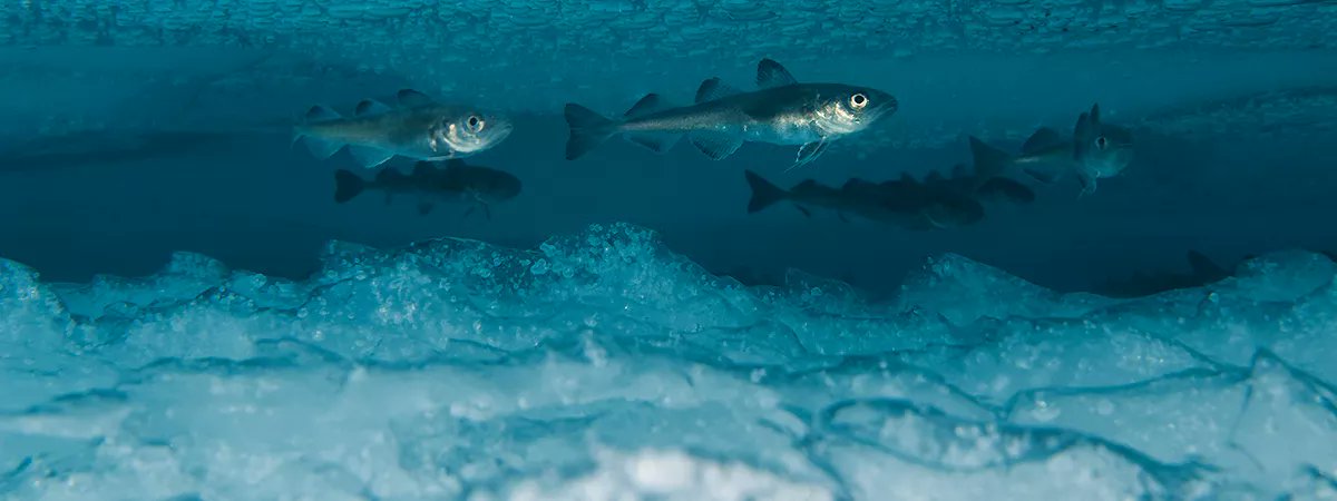 Jessica Nilsson, PhD, marine biologist, PAME Chair tweet media