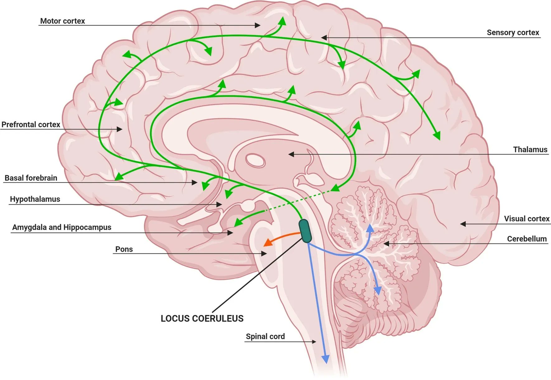 UCSF MAC on X: "The mechanistic link between selective vulnerability of the locus  coeruleus and neurodegeneration in Alzheimer's disease. LC neuroanatomy &  function, neuroprotection & how this is dysregulated in AD.  https://t.co/DGp7l2EjAP @