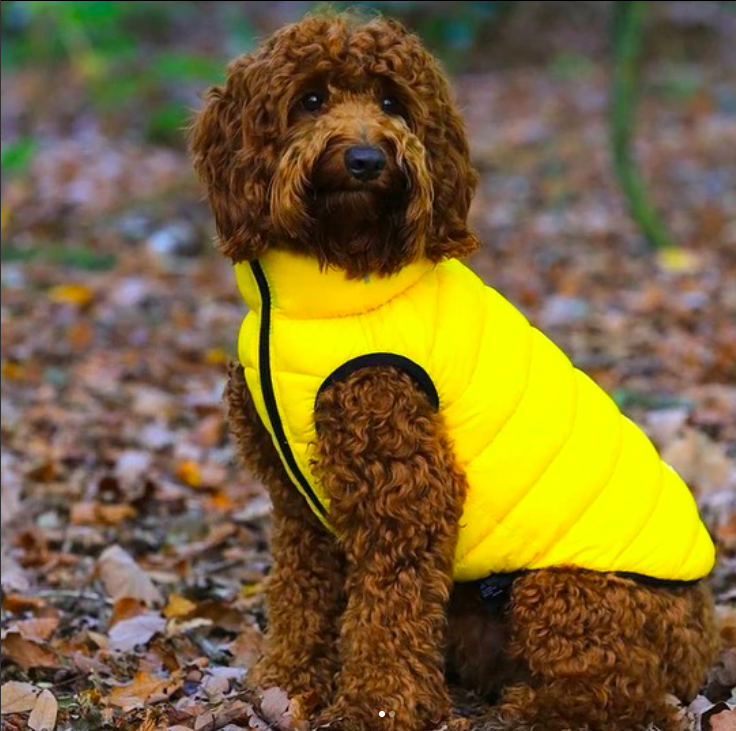 WarmDoggos's tweet photo. Get luxury dog jackets for the winter for your pet now! https://t.co/dWjhSg6ZaD