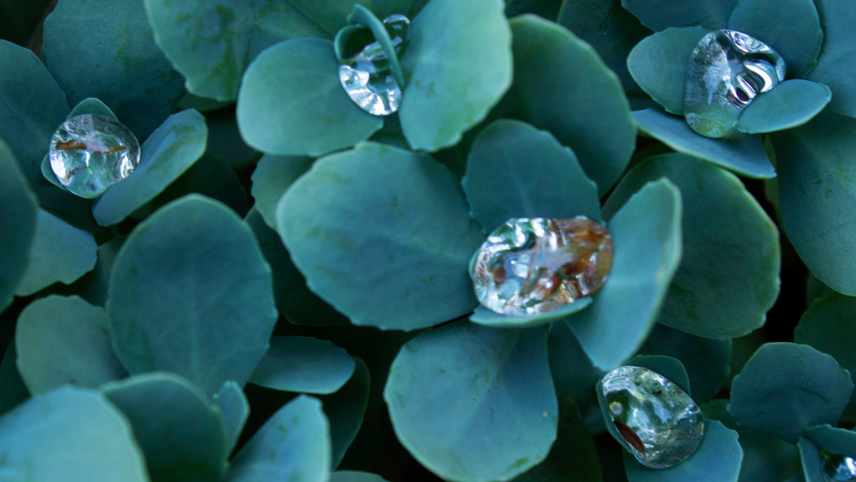 ArtistZuni's tweet photo. After the rain, I see nature itself can be a jewel. 
#raindrop #NaturePhotography https://t.co/sbsHi1injd