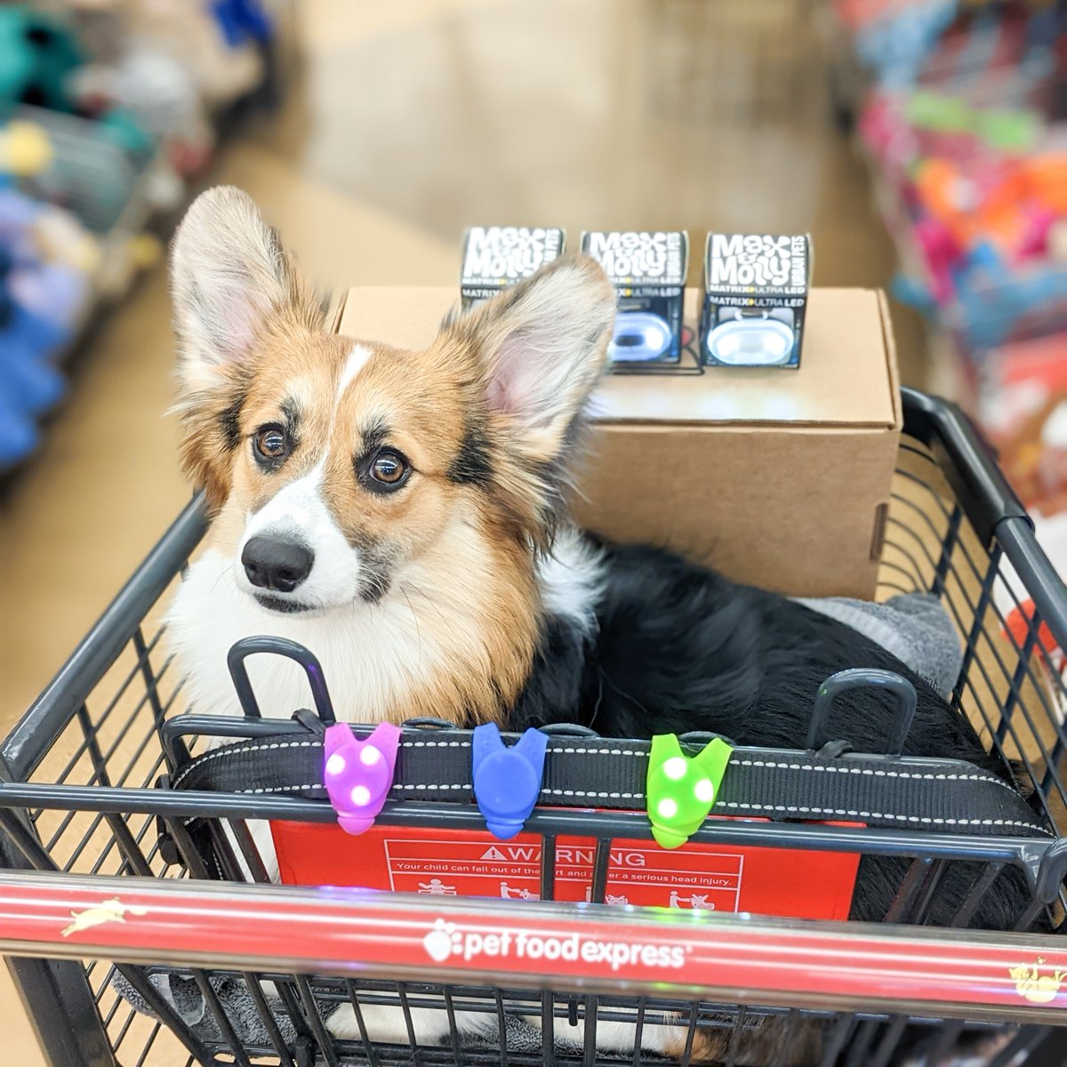 petfoodexpress's tweet photo. Which color pet light compliments Pretzel's fur best?
💜💙💚

Shop pet lights: https://t.co/yo6Nknn4H8

#petfoodexpress #petlight #petsafety https://t.co/4hwgGJGmT0