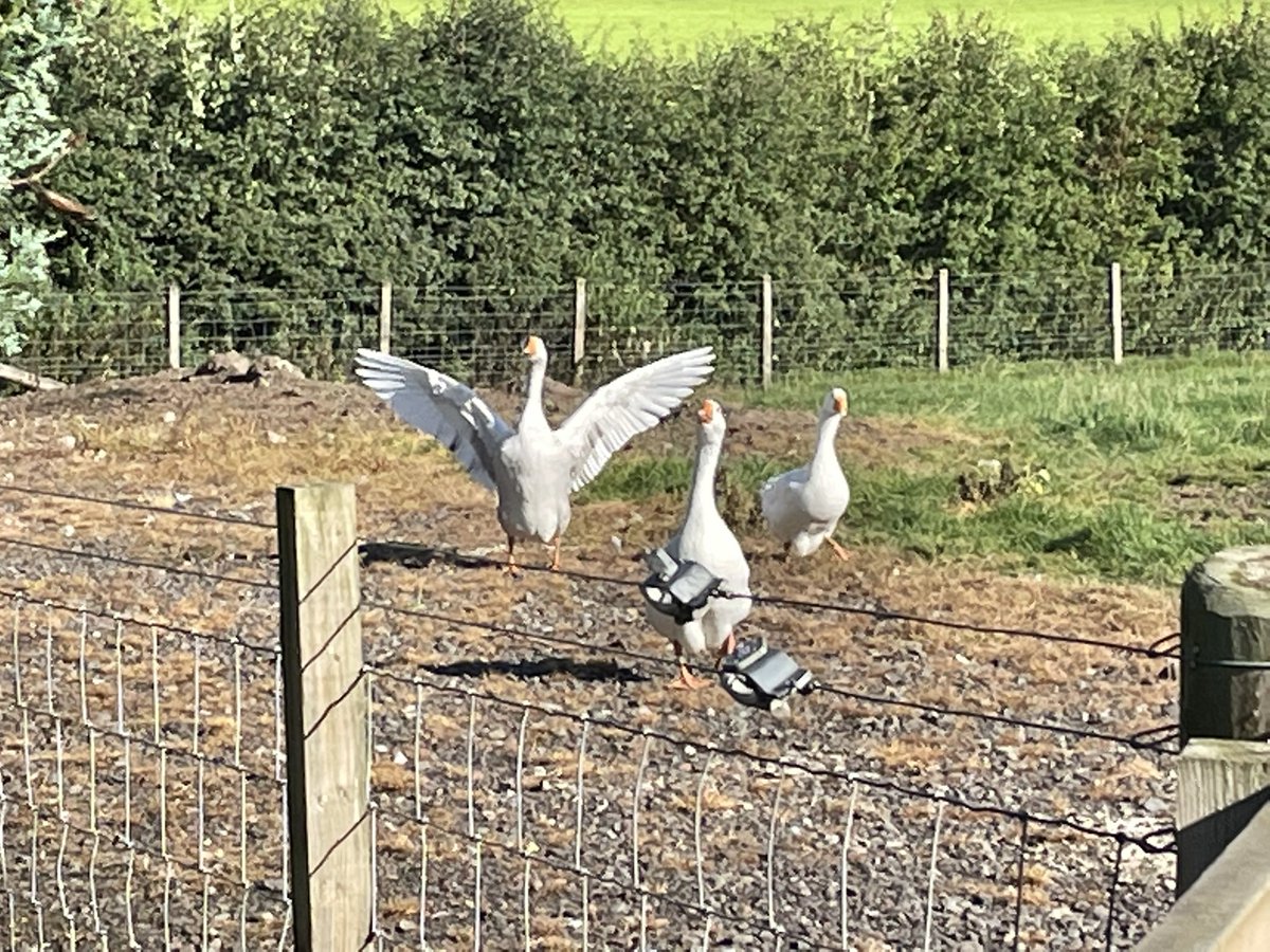 Another grim evening in which I confirmed another case of #AvianFlu in Scotland. This one near Annan. The professionalism of those I work with never fails to make me proud. But we’d rather there were no more cases so c’mon everyone. BIOSECURITY, BIOSECURITY, BIOSECURITY.